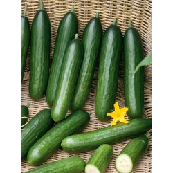 Cucumber "Twenty F1" - for cultivation under covers