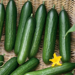 Cucumber "Twenty F1" - for cultivation under covers