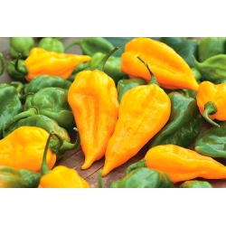 Chilli pepper "Habanero Lemon" - hot, yellow variety