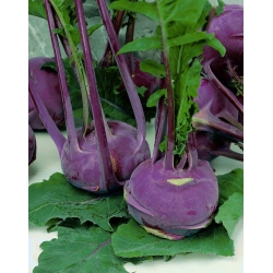 BIO Kohlrabi "Delikatess blauer" - certified organic seeds - 