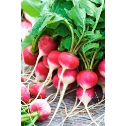 Radish "Ewka" - red, white-tipped roots