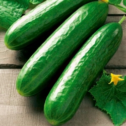 Mentimun salad lapangan BIO "Vert Long Maraicher" - benih organik bersertifikat - 