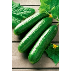 BIO Alan salata salatalık "Vert Uzun Maraicher" - sertifikalı organik tohumlar - 