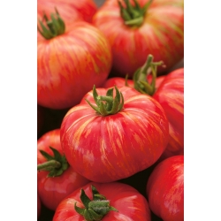 Terénne paradajky "Duo" - vysoká odroda - 