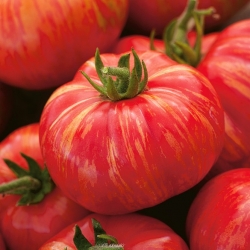 Field tomato "Duo" - tall variety