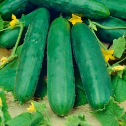 BIO黄瓜“ Marketmore”-认证的有机种子 - 