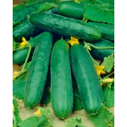 BIO Uhorka "Marketmore" - certifikované ekologické semená - 