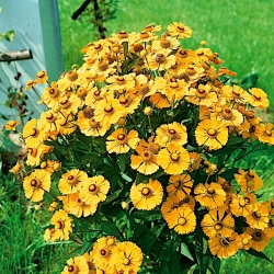 Trädgårdsnäsväv "Zlotozolty (gyllengul)" - en blommig växt - 
