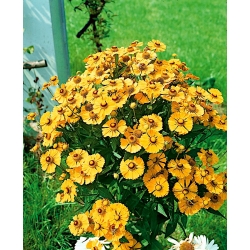 Vrtni sneezeweed "Zlotozolty (Zlato-rumena)" - medonosna rastlina - 