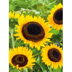 Sunflower "Taiyo" - ornamental variety for cut flowers