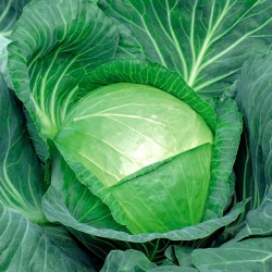 White head cabbage "Jasper" - hybrid variety - 10 g