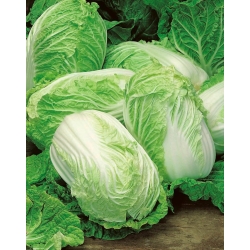 Napa cabbage "Elza" - hybrid variety