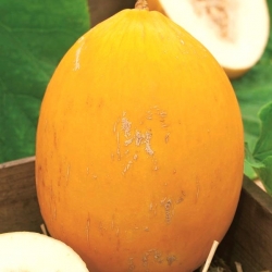 Melone "Giallo canarino 2" - 