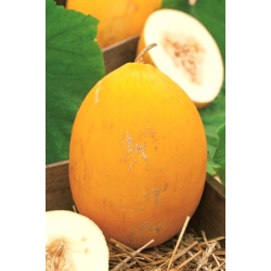 Melone "Giallo canarino 2" - 
