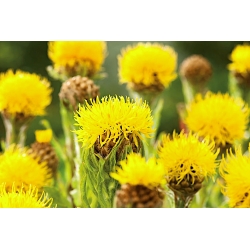 Bighead knapweed - زرد؛ centaurea بزرگ زرد ، کرکی لیمو ، دکمه کارشناسی زرد ، سخت زرد ، گل سبد ارمنی - 