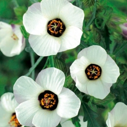 Λουλούδι-της-ώρας? ιβίσκος της ουροδόχου κύστης, κέτσια της ουροδόχου κύστης, ζιζάνιο της ουροδόχου κύστης, λουλούδι της ώρας, μετριοφροσύνη, puarangi, φουσκωτά, μολόχα της Βενετίας - 