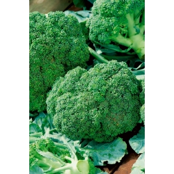 Brokoli "Ramoso Calabrese" - 