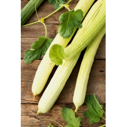 Armenian cucumber "Fegouz" - a pale green variety