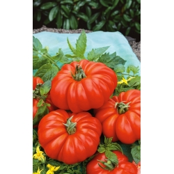 Cánh đồng cà chua "Costoluto fiorentino" - quả có gân - 
