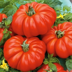 الطماطم الميدانية "كوستولوتو فيورنتينو" - فواكه مضلعة - 