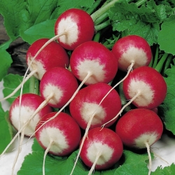 Radish "Rondo" - round, red, white-tipped roots