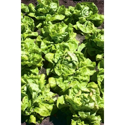 Lettuce "Ismina" - an early, light green, delicious variety