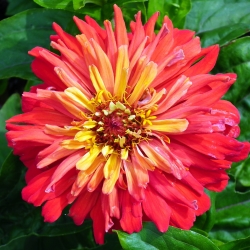 Chrysanthemum zinnia "Koliber" - okrasná oranžovo-červená odrůda - 