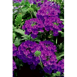 Verbena de jardín - púrpura; verbena de jardín - 