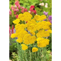 Žuta cvjetovska biljka; pahuljica, vilica, kljova iz nosa - 