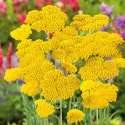 Žuta cvjetovska biljka; pahuljica, vilica, kljova iz nosa - 