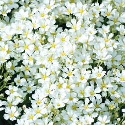 Boreal chickweed - putih - 