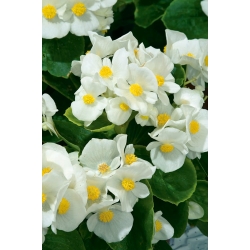 Begonia "Barbara" - mindig virágzó, fehér, zöldlevelű fajta - 