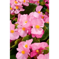 ベゴニア「パピヨンローズ」-開花、淡いピンク、緑の葉の品種 - 