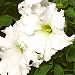 Záhradná petúnie „Čipka Veil (Čipka Veil)“ - biela - 