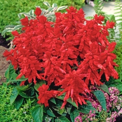 Tropická šalvia - červená - 140 semien - Salvia splendens - semená