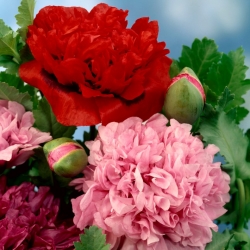 Papoula do ópio - mistura de variedades de flores duplas - 
