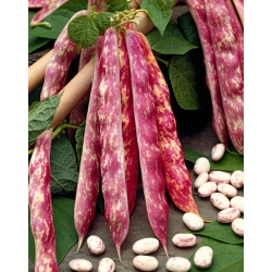 Kacang kerdil "Borlotto rosso" - polong dan biji berwarna-warni, untuk biji kering - 