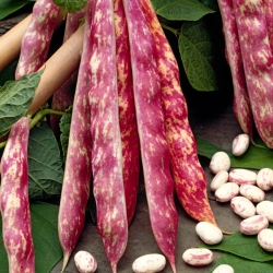 Dwarf bean "Borlotto rosso" - colourful pods and seeds, for dried seeds