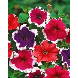 Rožinė-baltos Petunijos sėklos - Petunia x hybrida - 80 sėklų
