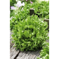 Crisp leaf lettuce "Regina Dei Ghiacci" - 475 seeds