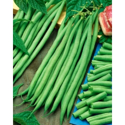 Francúzska fazuľa "Bona" - má kompaktný zvyk, produkuje mäsité, bezsrsté struky - Phaseolus vulgaris L. - semená