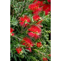 Crimson Bottlebrush seeds - Callistemon citrinus