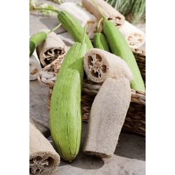 Cabaça de esponja, pepino egípcio, luffa vietnamita - 9 sementes - Luffa cylindrica
