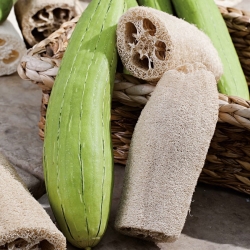 Cabaça de esponja, pepino egípcio, luffa vietnamita - 12 sementes - Luffa cylindrica