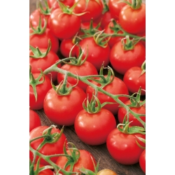 トマト「Dafne F1」 - 温室とトンネル栽培用 - Lycopersicon esculentum  - シーズ