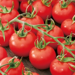 Tomato "Dafne F1" - for greenhouse and tunnel cultivation