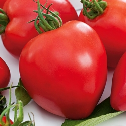 Field tomato "Herodes" - tall variety