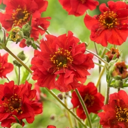 Scarlet avens, Chilean avens, double bloody mary - 135 seeds