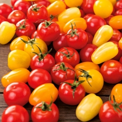 Cherry Tomato zmiešané semená - Lycopersicon esculentum - Solanum lycopersicum 