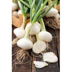 Winter onion "Hiberna" - for bulbs and chives - 500 seeds